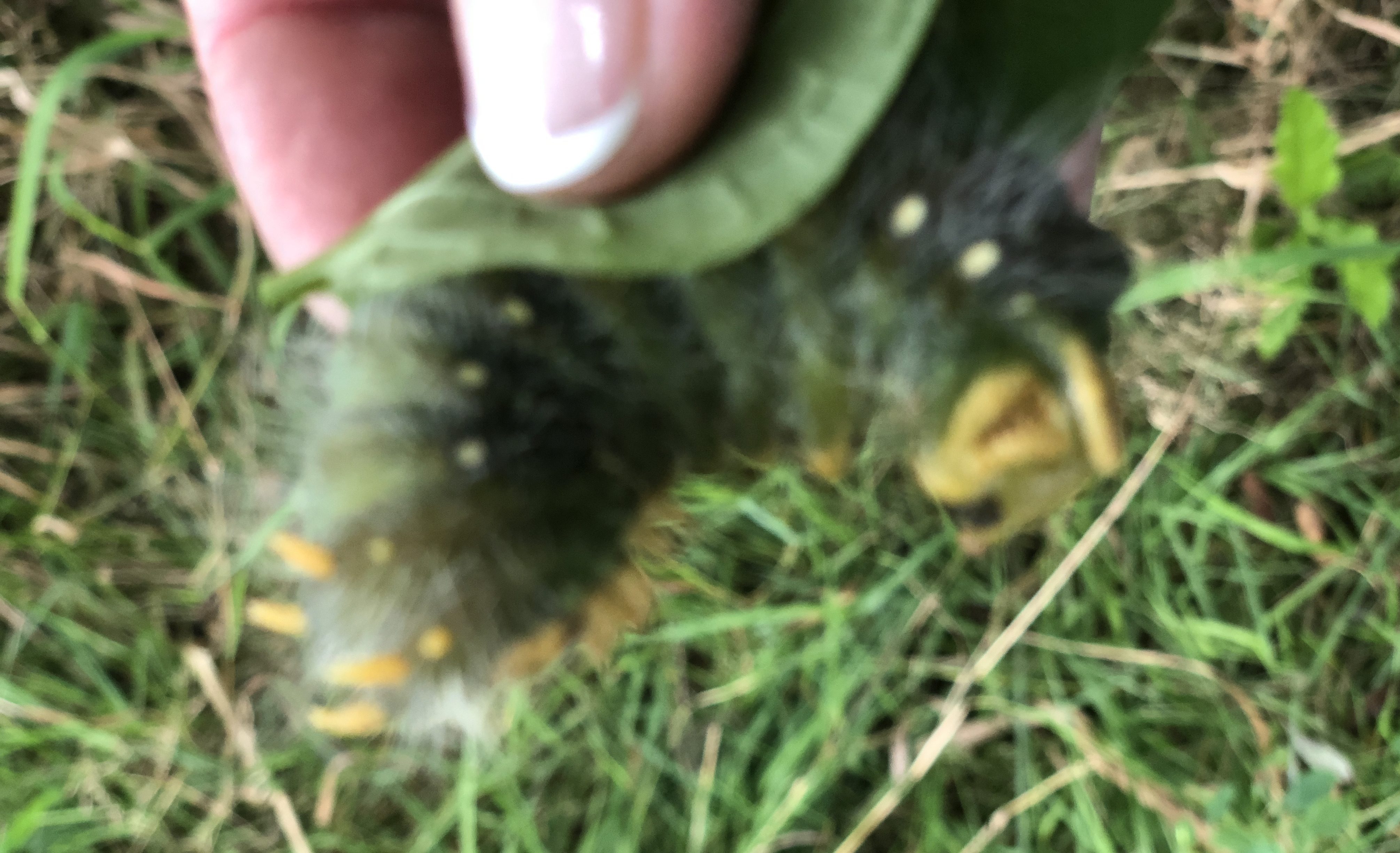 Caterpillar Conundrum