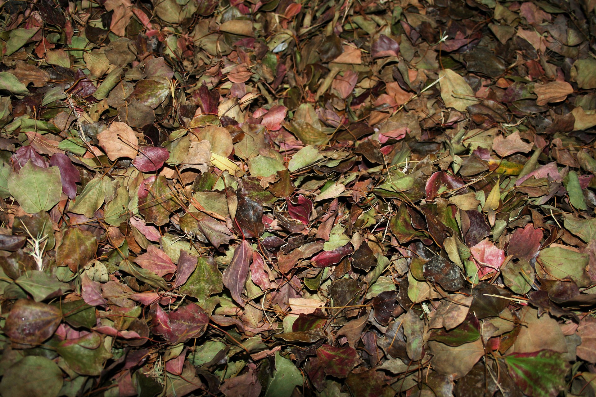 Autumn, a fine time for composting