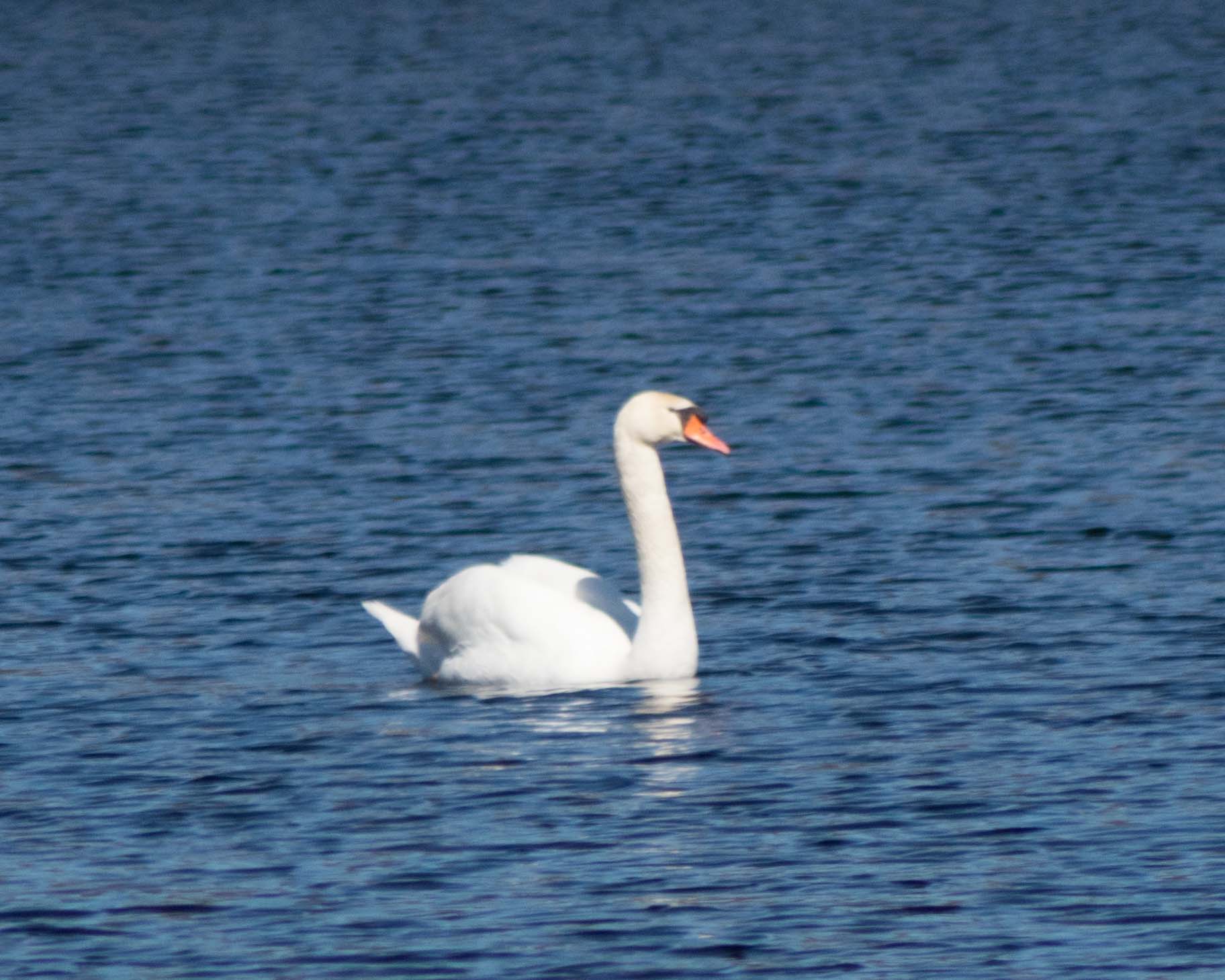 Mute swan: The elegant bird of Russian ballets