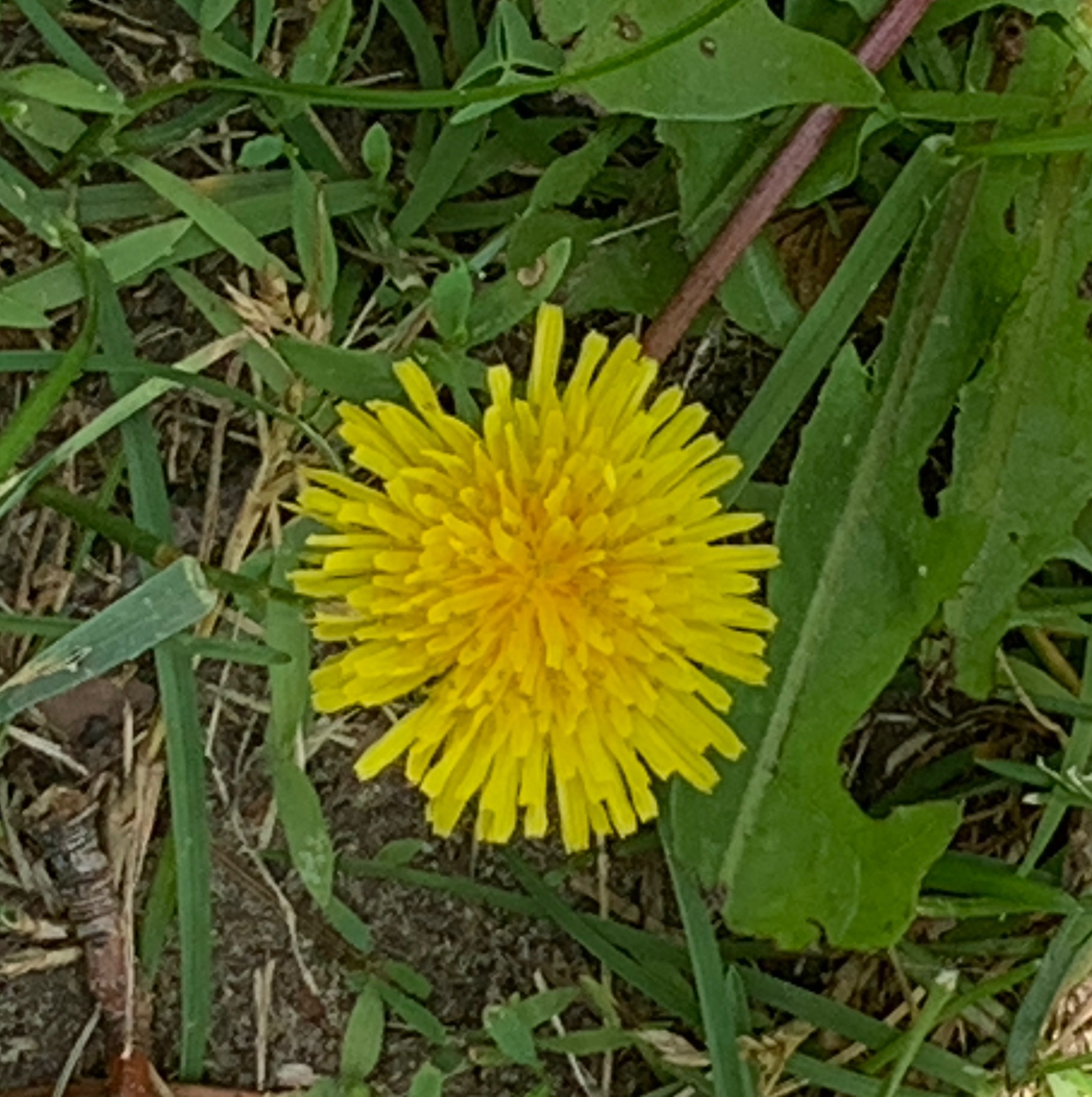 The ever famous Dandelion and its benefits!