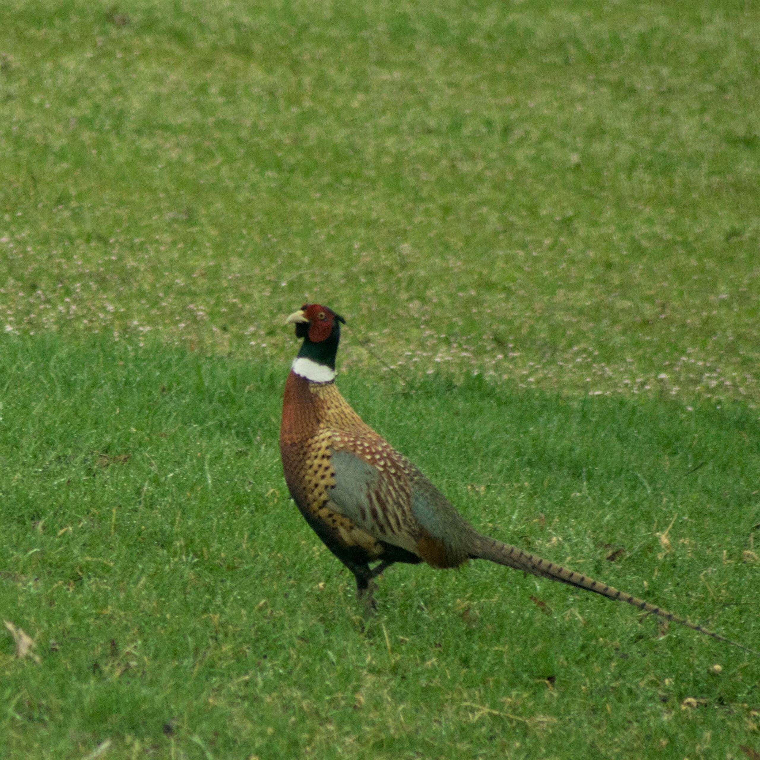 Ring Necked Pheasants down but not out