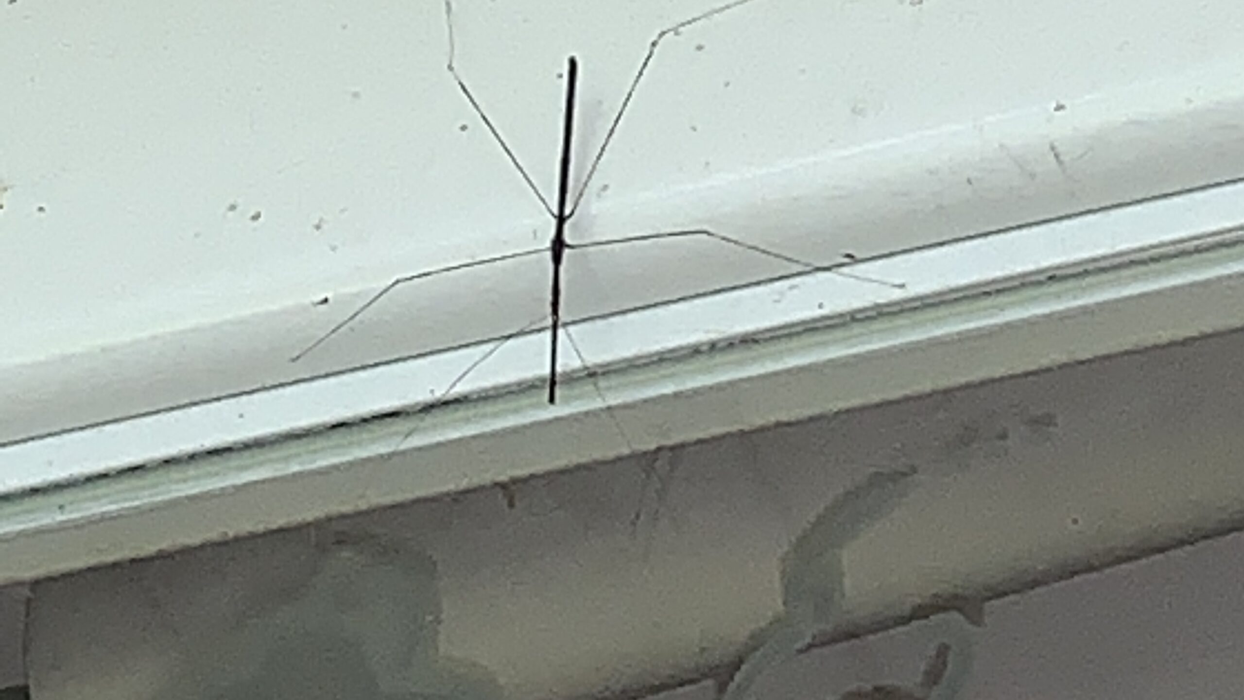 The amazing walking stick