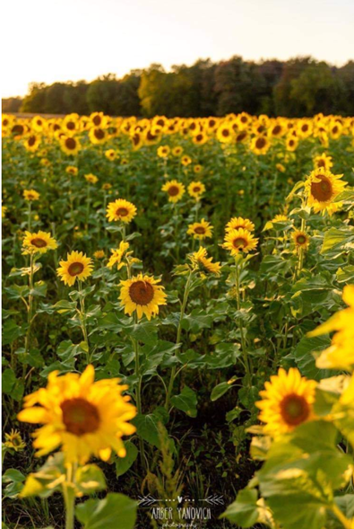 Look at the bright side: Life lessons from a radiant sunflower.