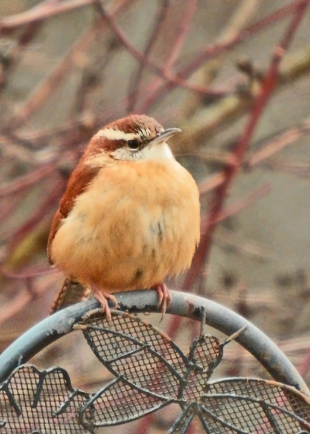 Rural perspectives: The Carolina Wren (Thryothorus ludov icianus)