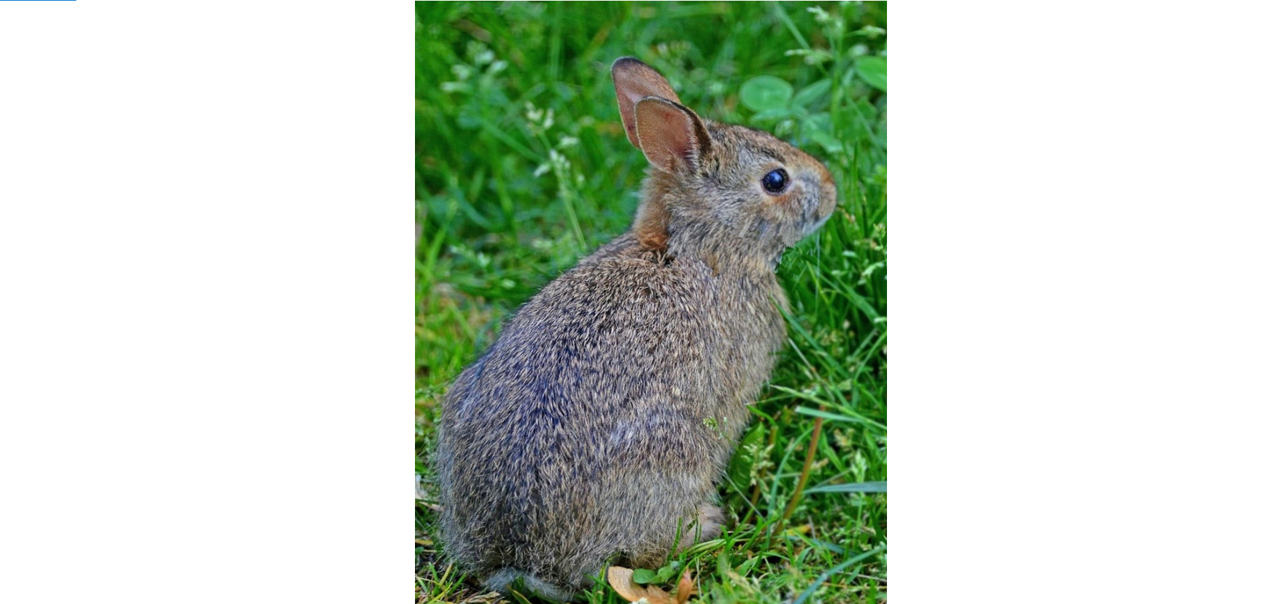 Rural Perspectives: The Eastern Cottontail (Sylvilagus floridanus)