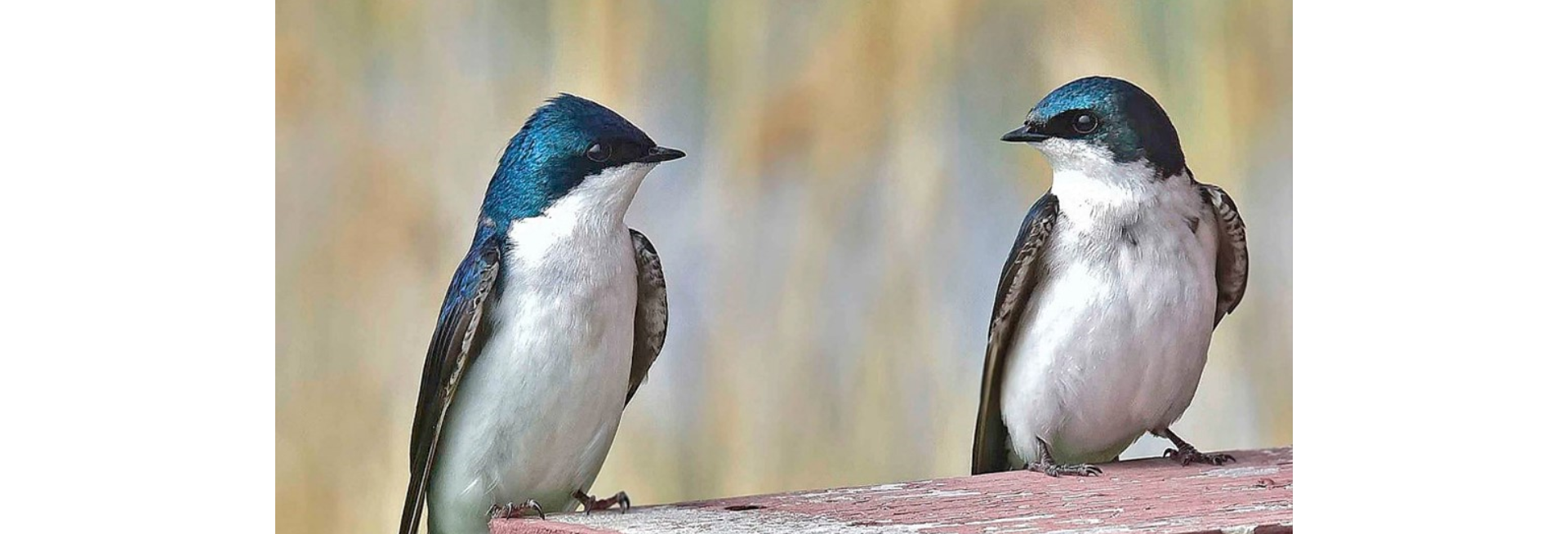 The handsome tree swallow (Tachycineta bicolor)