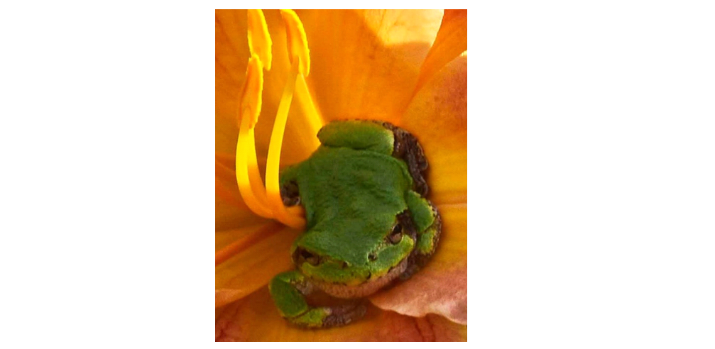 Rural Perspectives: Eastern gray tree frog (Hyla versicolor)