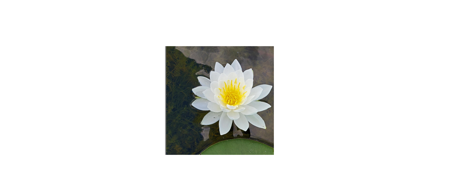 Rural Perspectives: Fragrant water lily (Nymphaea odorata)
