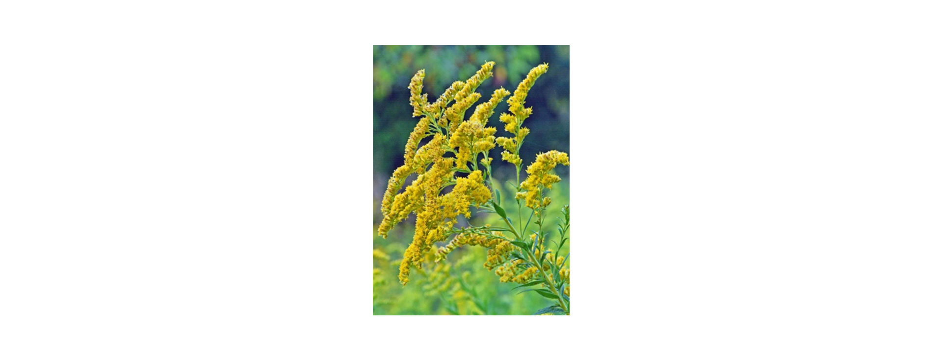 Rural Perspectives: The versatile goldenrod