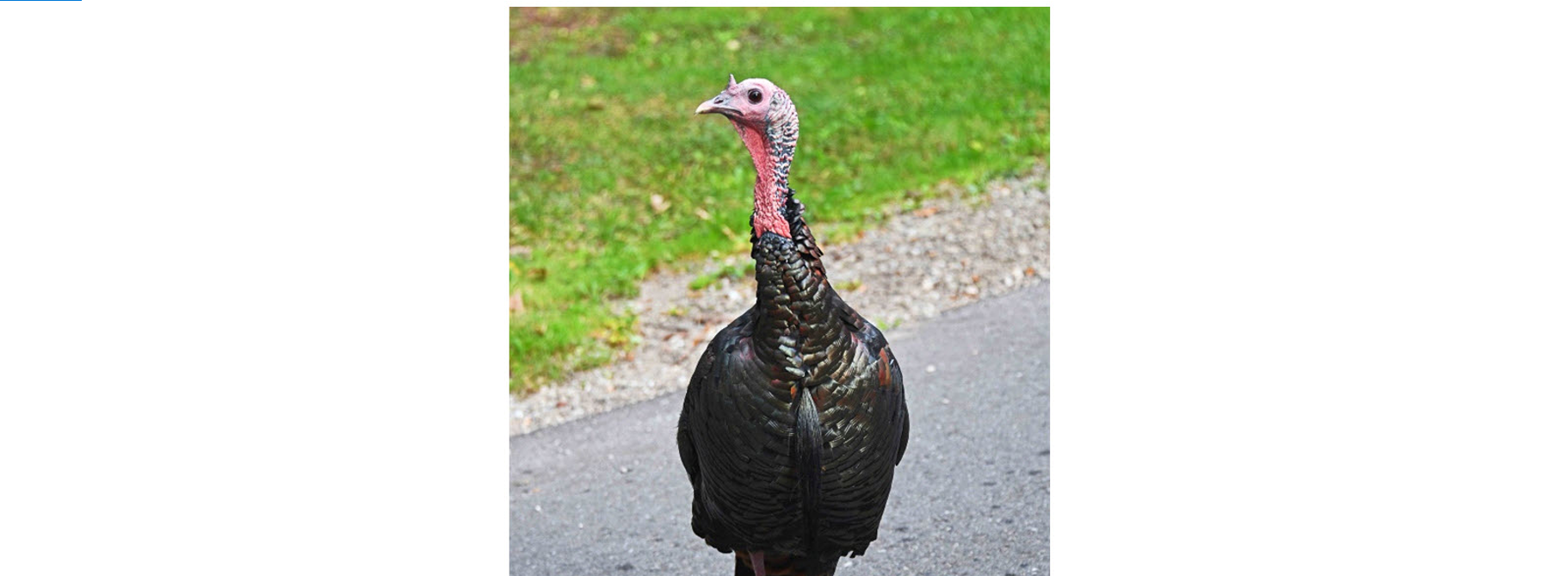 Rural Perspectives: The wild turkey (Meleagris gallopavo)