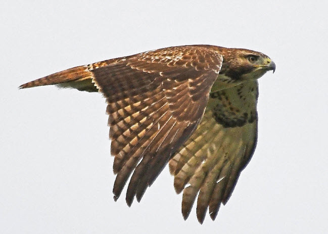 Rural Perspectives: The red-tailed hawk (Buteo jamaicensis)
