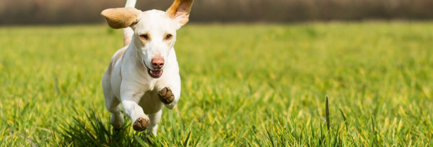 Paws and Claws: Your pet’s teeth, gums should be checked annually
