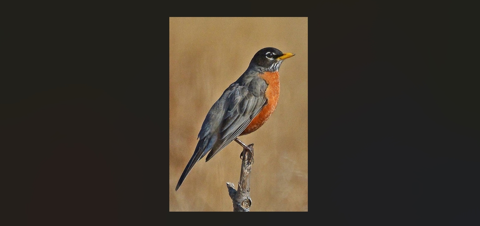 Rural Perspectives: Robins—Our harbinger of spring