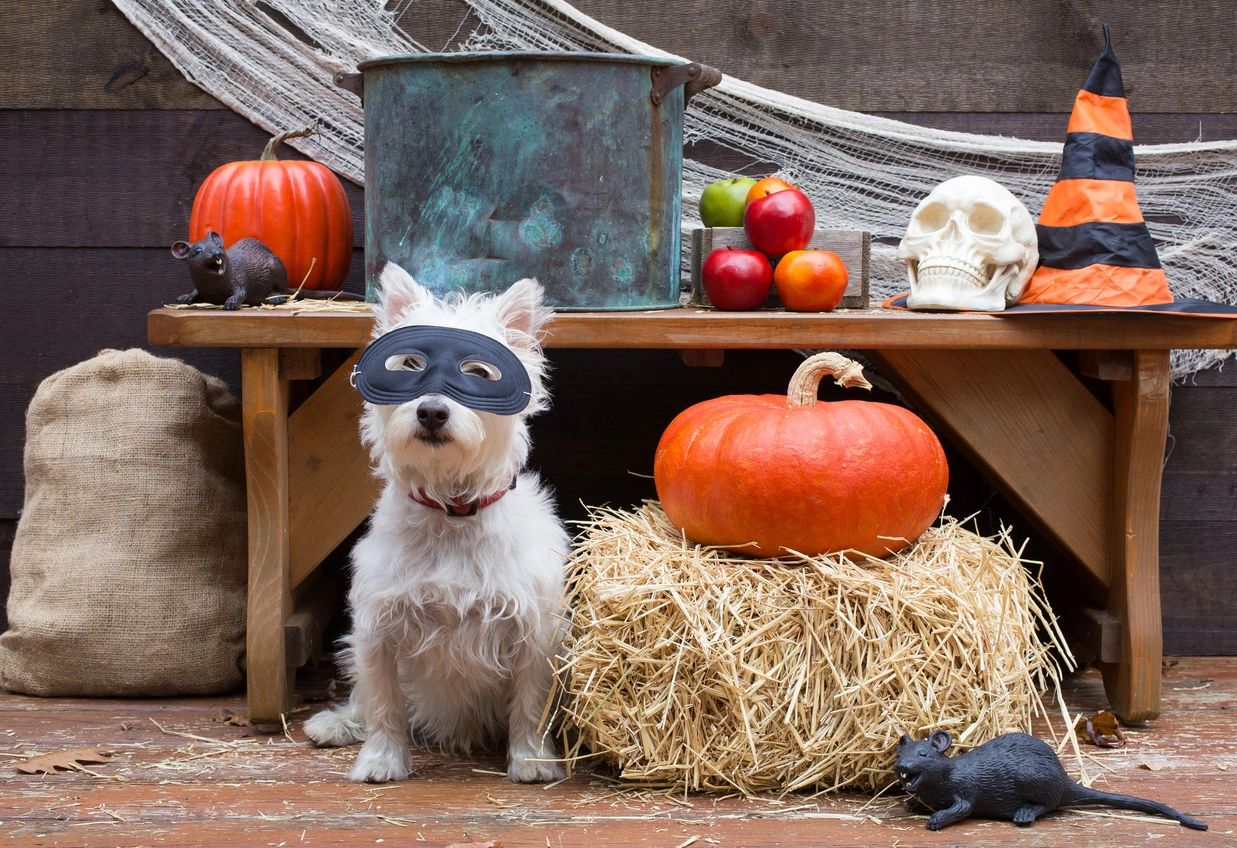 Halloween safety: Spooky night may be more trick than treat for pets