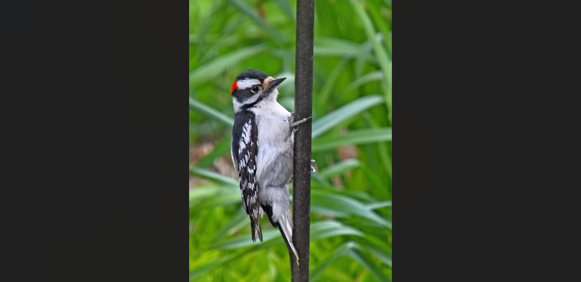Rural Perspectives: Downy woodpeckers have special head padding to absorb impact