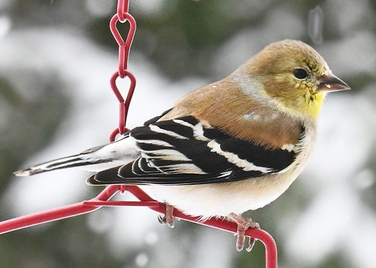 american goldfinch winter