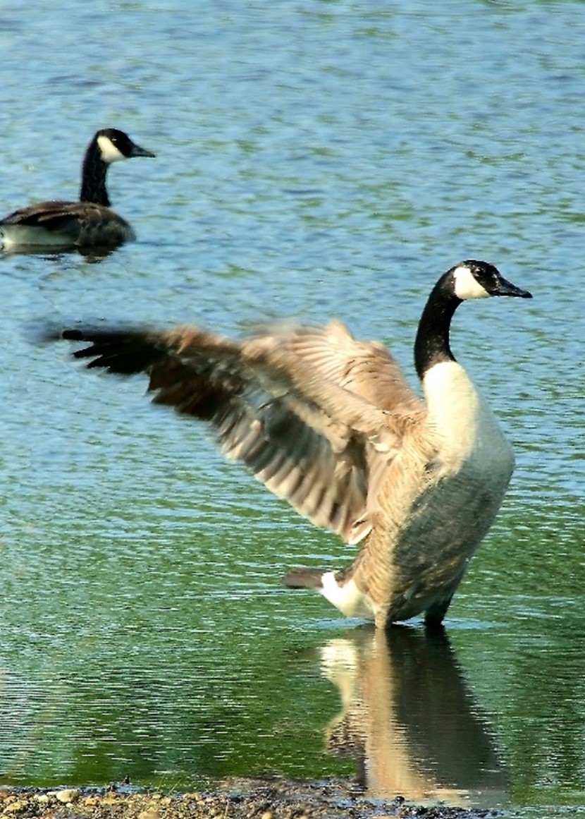 Rural Perspectives: Canada Geese are the largest goose species in the world