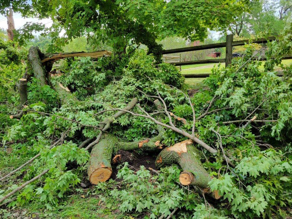 Downed trees on Unadilla Road.