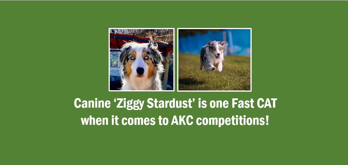 Canine ‘Ziggy Stardust’ is one Fast CAT when it comes to AKC competitions