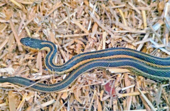 Rural Perspectives: The garter snake hibernates in groups during winter
