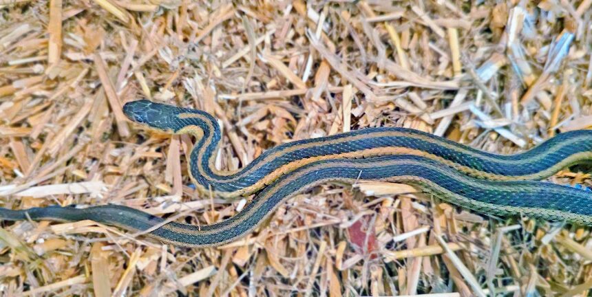 Rural Perspectives: The garter snake hibernates in groups during winter