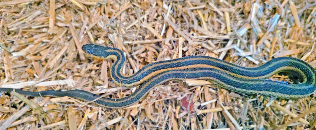 Rural Perspectives: The garter snake hibernates in groups during winter