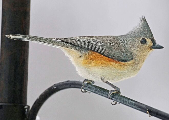 Rural Perspectives: The tufted titmouse often found at feeders in winter