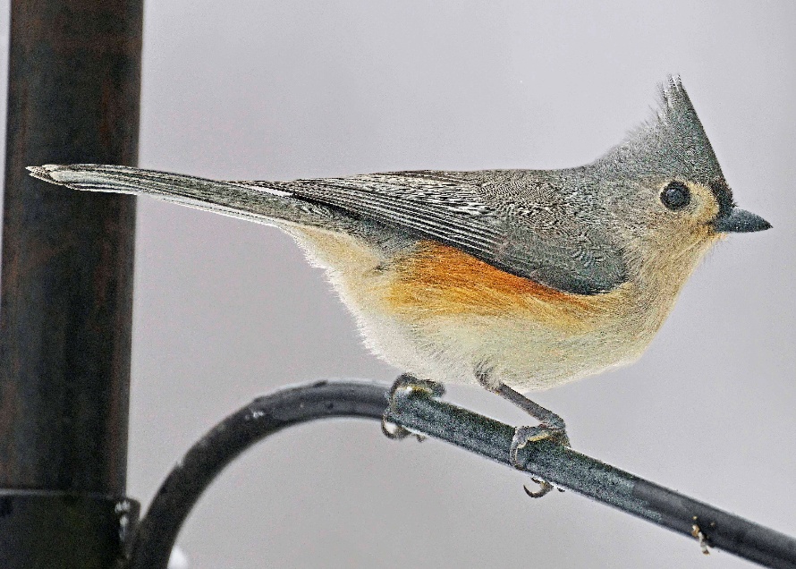Rural Perspectives: The tufted titmouse often found at feeders in winter