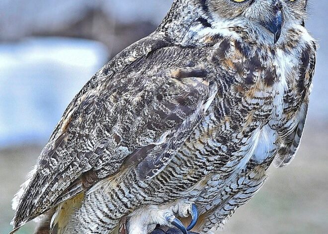 Rural Perspectives: Great horned owls begin nesting here in early February