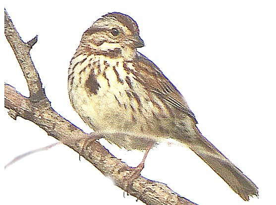 Rural Perspectives: Found mostly year round, common song sparrows are quite melodious