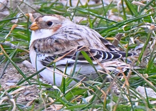 Rural Perspectives: Snow buntings will be leaving our area in early spring