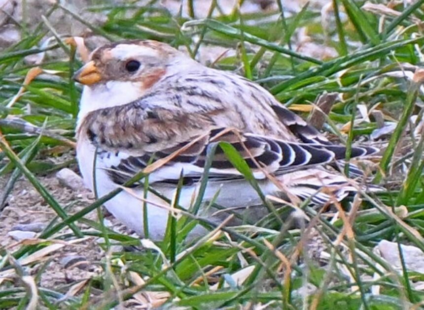 Rural Perspectives: Snow buntings will be leaving our area in early spring