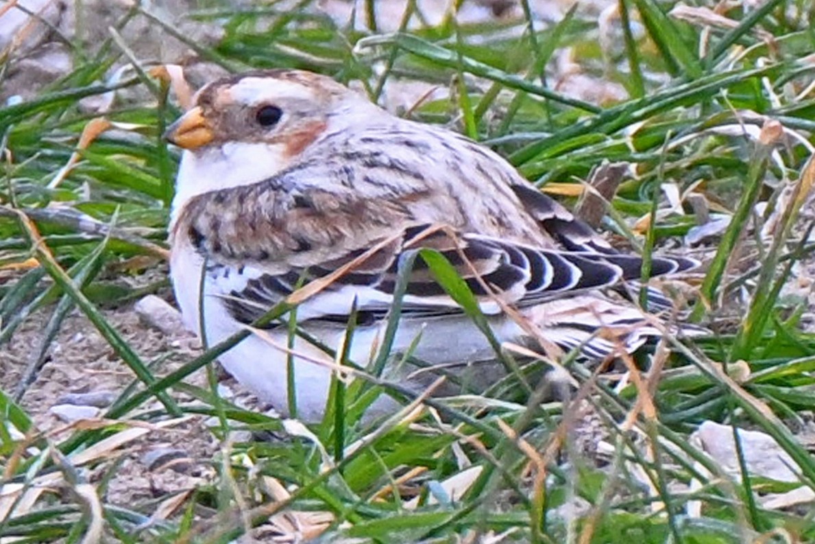 Rural Perspectives: Snow buntings will be leaving our area in early spring