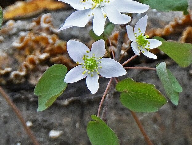 Rural Perspectives: Delicate and protected wildflower rue anemone blooms from April to June
