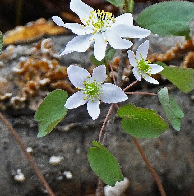 Rural Perspectives: Delicate and protected wildflower rue anemone blooms from April to June