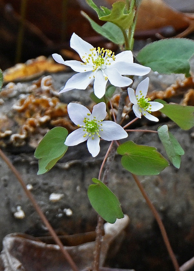 Rural Perspectives: Delicate and protected wildflower rue anemone blooms from April to June
