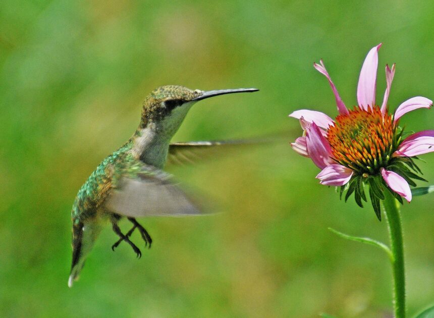 Rural Perspectives: Enchanting ruby-throated hummingbirds known for varied flight patterns