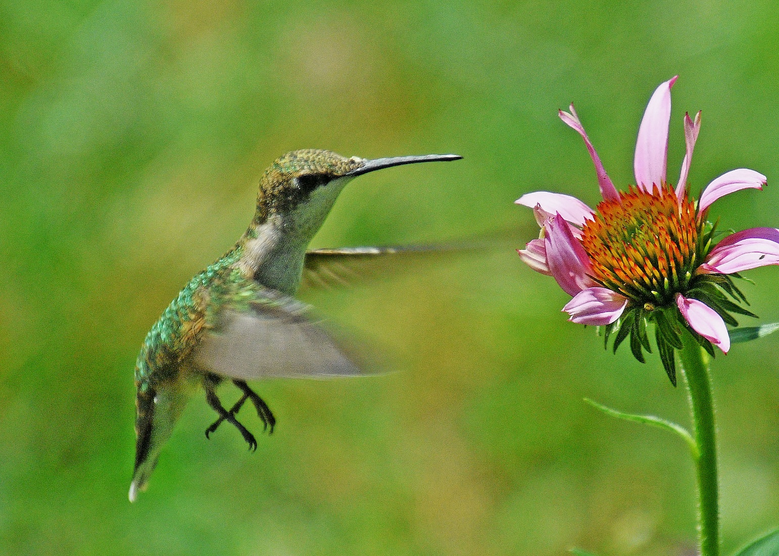 Rural Perspectives: Enchanting ruby-throated hummingbirds known for varied flight patterns