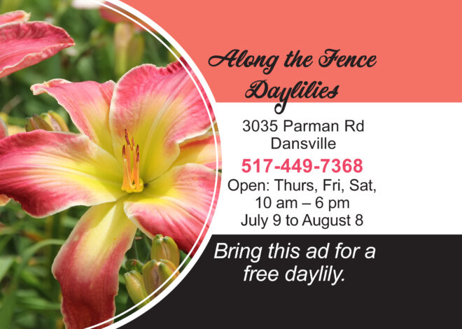 Along the Fence Daylilies Open: Thurs, Fri, Sat, 10 – 6, Begining Today, July 9