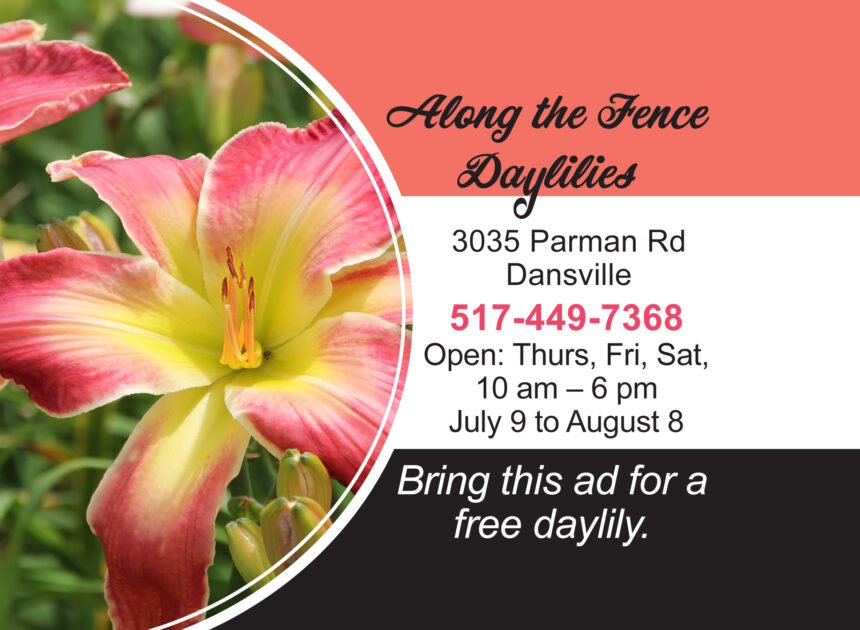 Along the Fence Daylilies Open: Thurs, Fri, Sat, 10 – 6, Begining Today, July 9