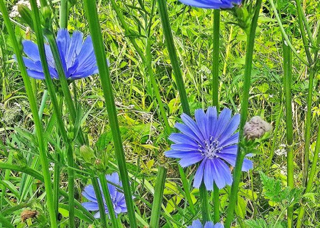 Rural Perspectives: Common chicory a favorite of bees and butterflies
