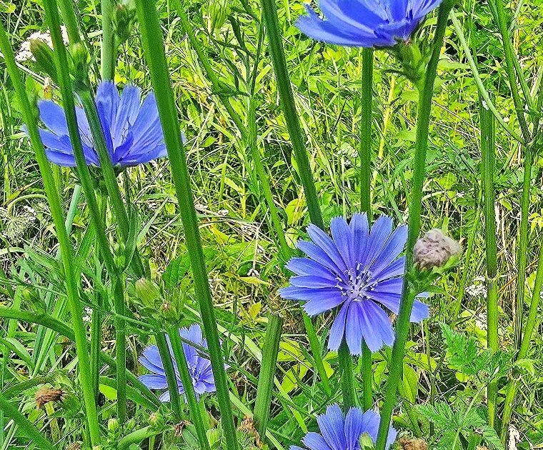Rural Perspectives: Common chicory a favorite of bees and butterflies