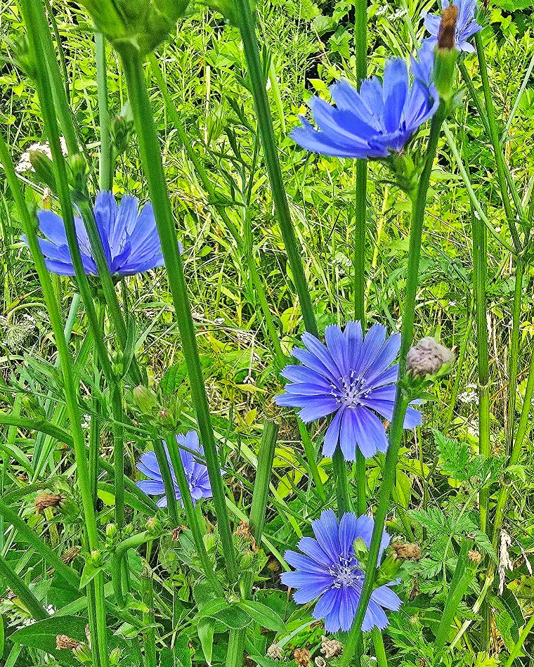 Rural Perspectives: Common chicory a favorite of bees and butterflies