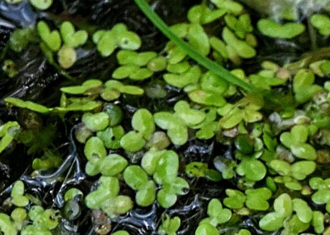 Rural Perspectives: Duckweed a tiny plant without true stems or leaves