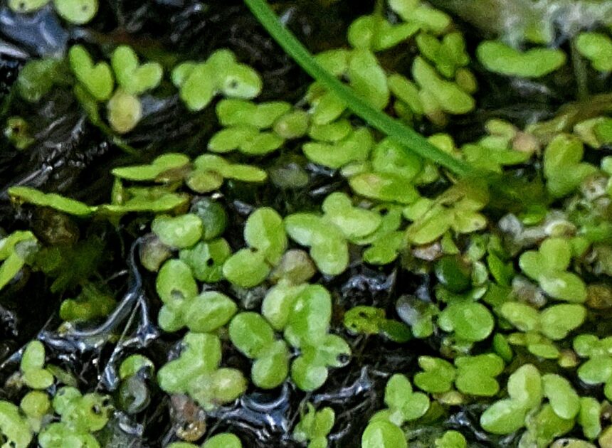 Rural Perspectives: Duckweed a tiny plant without true stems or leaves