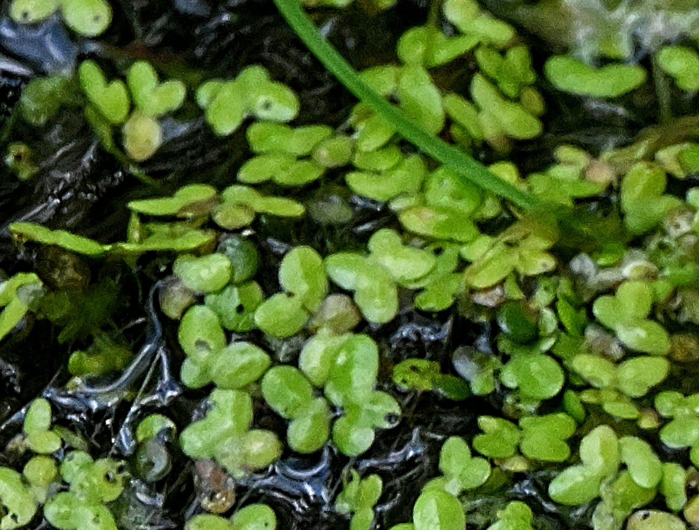 Rural Perspectives: Duckweed a tiny plant without true stems or leaves