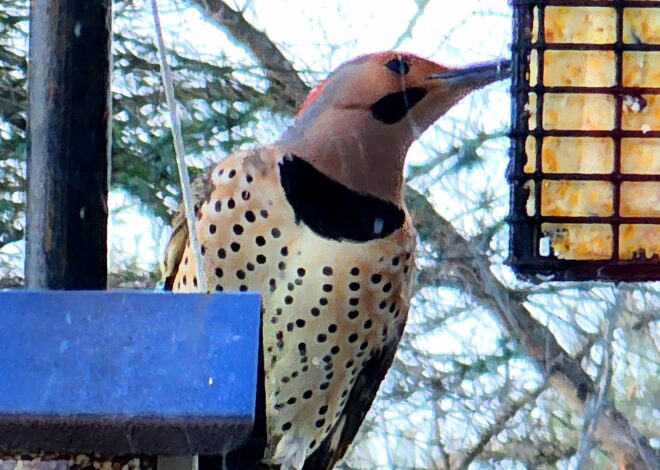 Rural Perspectives: Colorful northern flicker can eat up to 5,000 ants daily