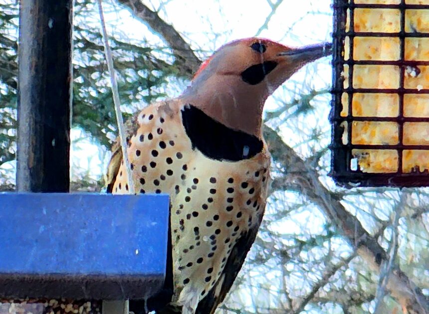 Rural Perspectives: Colorful northern flicker can eat up to 5,000 ants daily