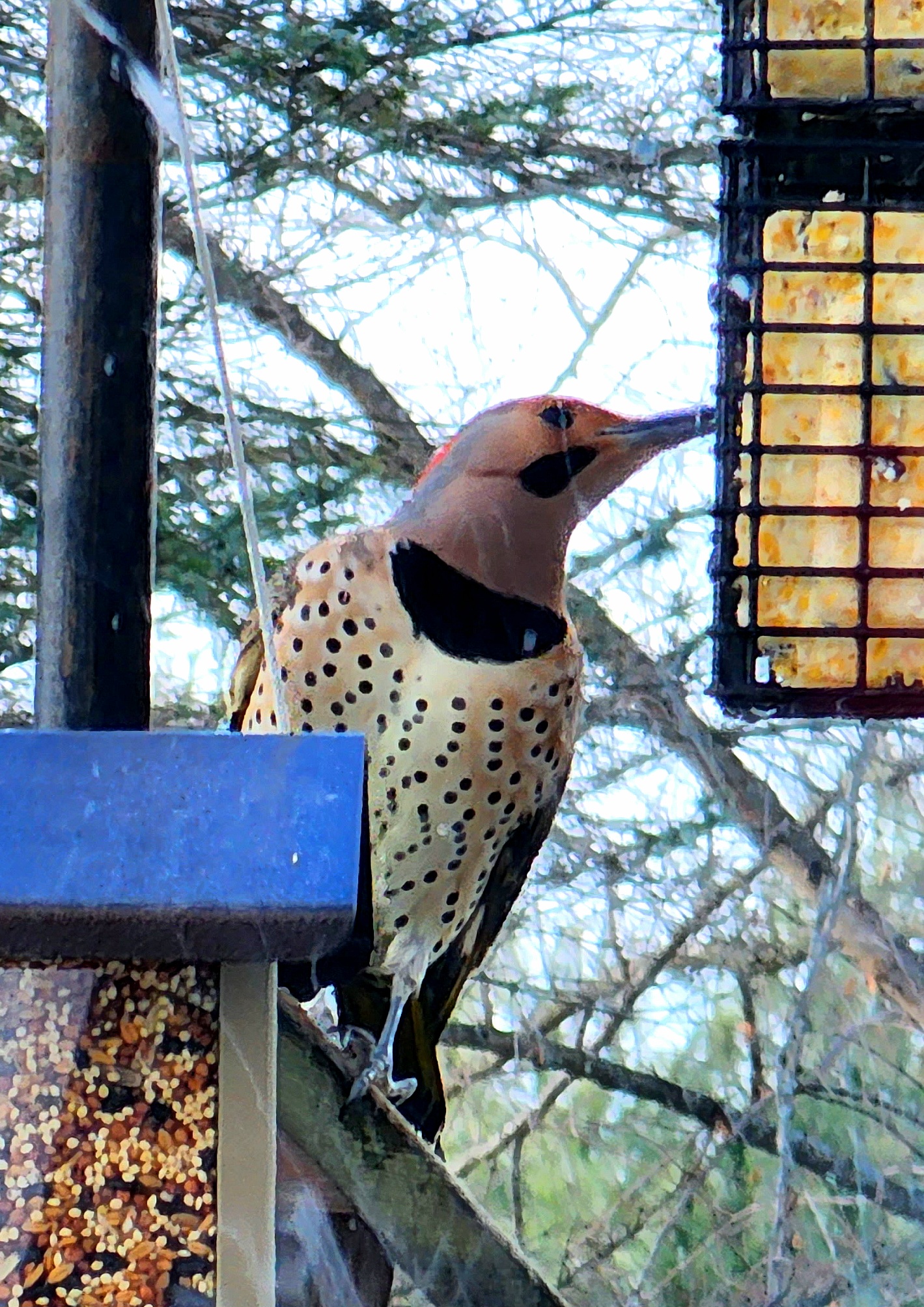 Rural Perspectives: Colorful northern flicker can eat up to 5,000 ants daily