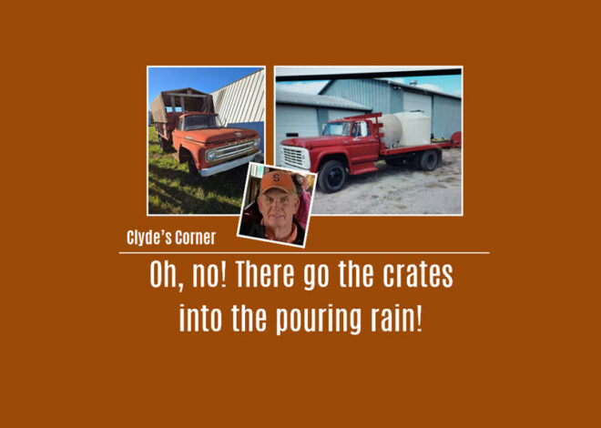 Clyde’s Corner: Oh, no! There go the crates into the pouring rain!